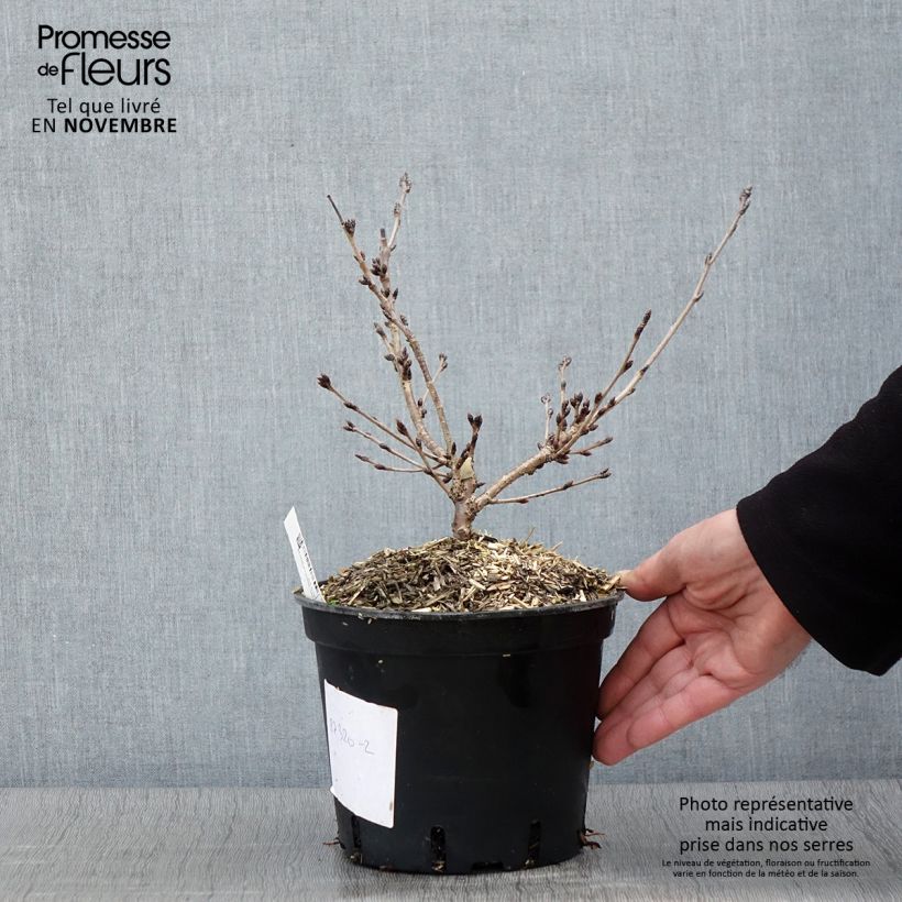 Esemplare di Cerisier ? fleurs - Prunus yedoensis Pot de 3L/4L come consegnato in autunno