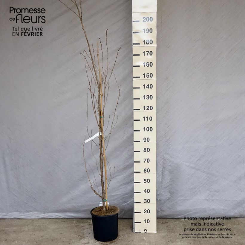 Cerisier à grappes - Prunus serrulata Sunset Boulevard Pot de 12L/15L esemplare consegnato in inverno