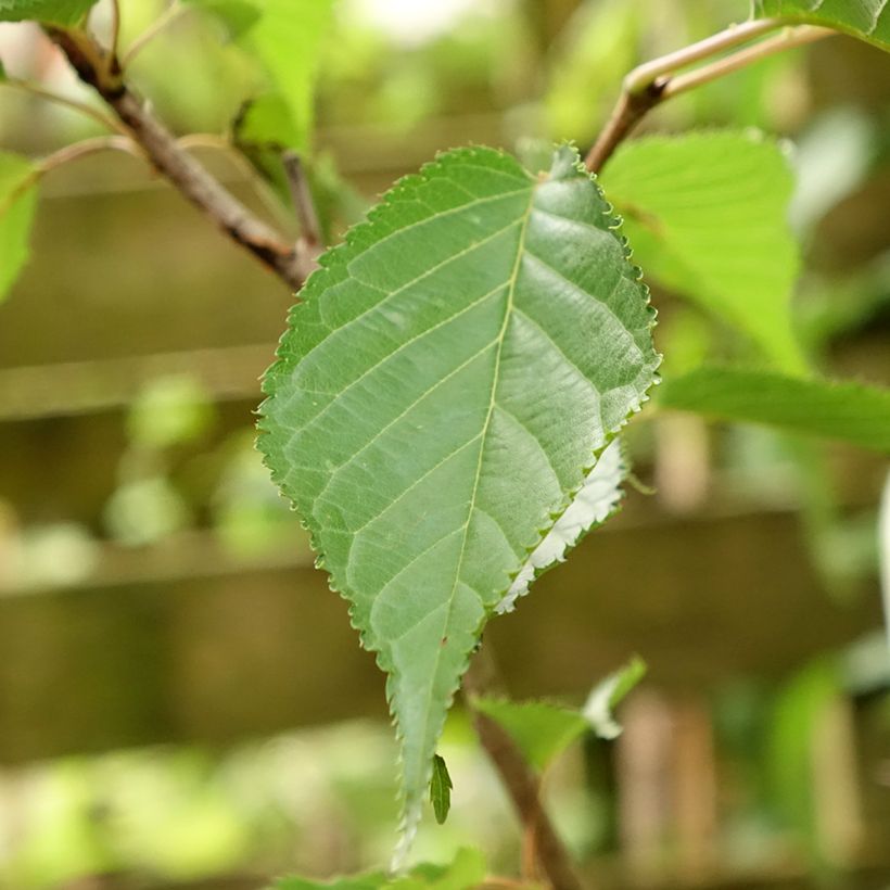 Prunus serrulata Sunset Boulevard - Ciliegio da fiore (Fogliame)