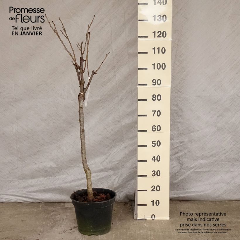 Cerisier Bigarreau Moreau - Prunus avium Gobelet en pot de 7,5l/10l esemplare consegnato in inverno