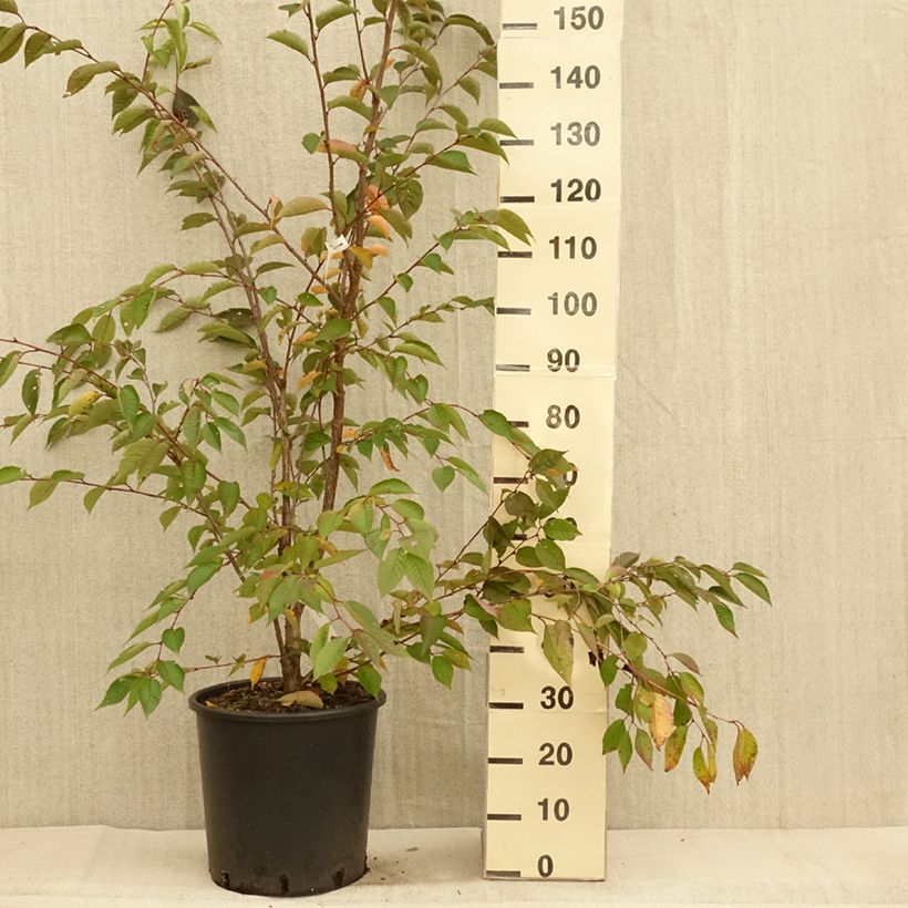 Esemplare di Cerisier du Japon - Prunus Accolade en pot de 18L/20L come consegnato in autunno