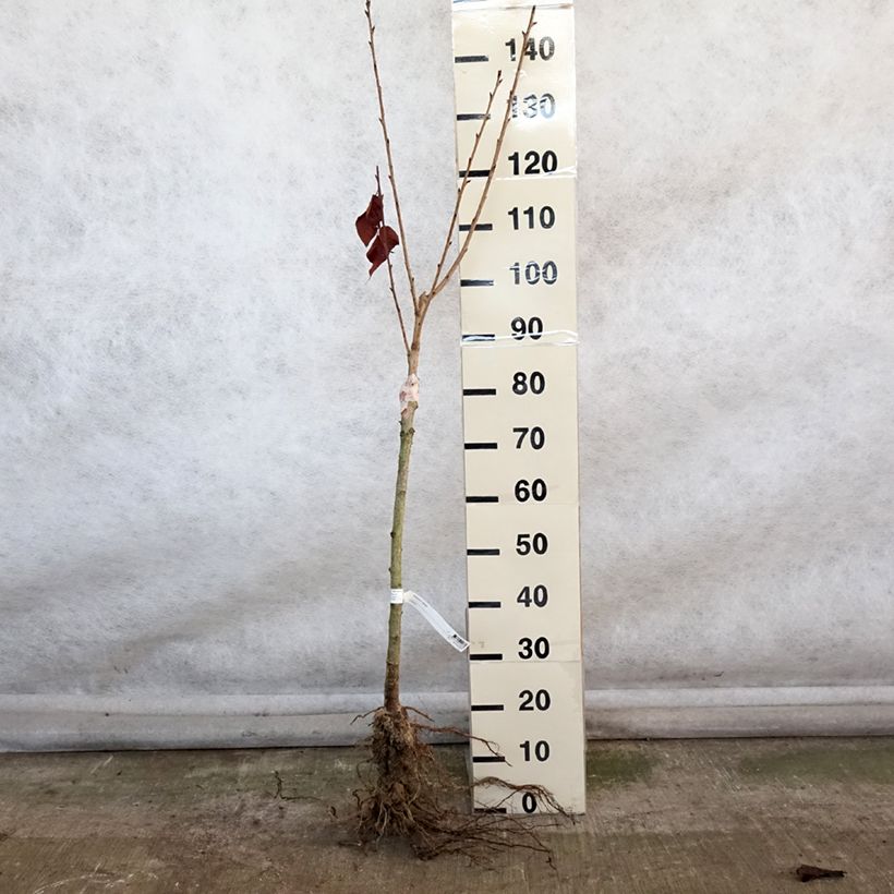 Cerisier du Japon - Prunus serrulata Kanzan en racines nues 80/100cm esemplare consegnato in inverno