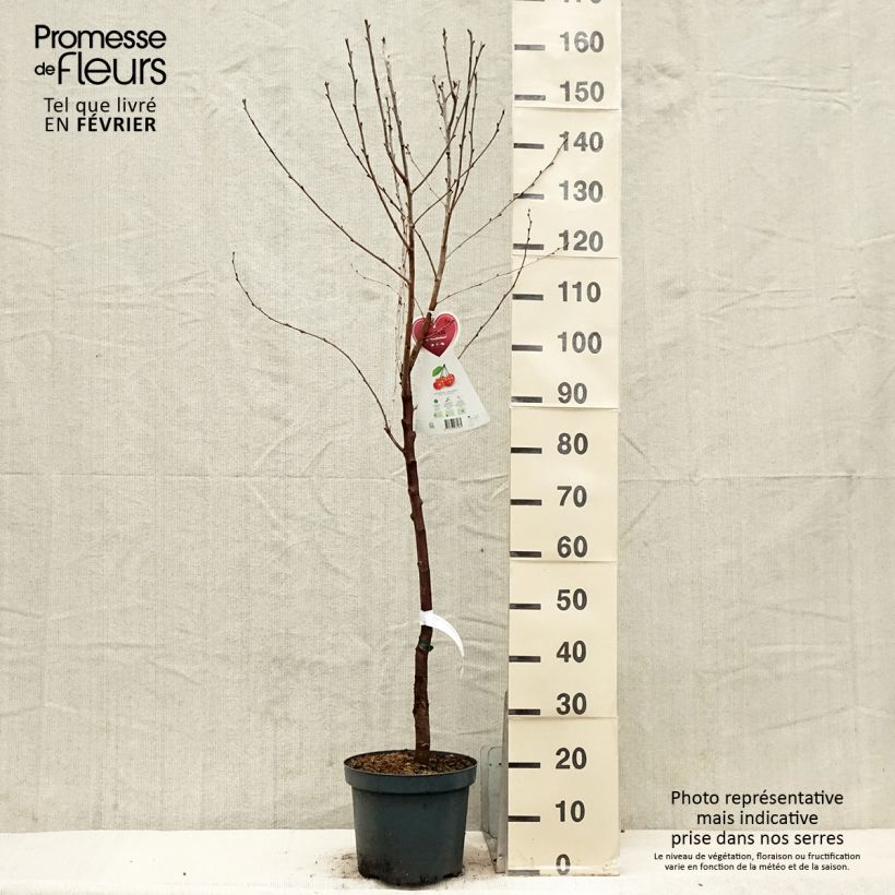 Cerisier Kelleriis 16 - Prunus cerasus en pot de 7.5/10L esemplare consegnato in inverno