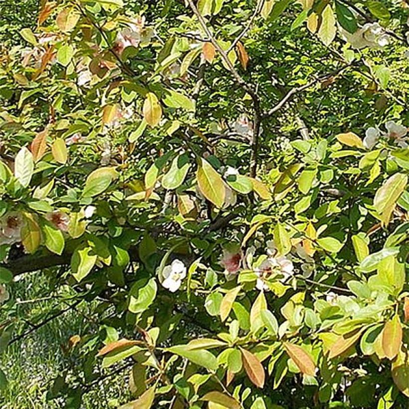 Chaenomeles speciosa Falconnet Charlet - Fior di Pesco (Fogliame)