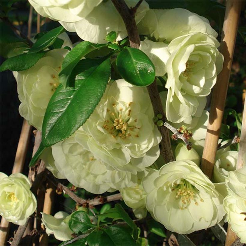 Chaenomeles speciosa Kinshiden - Fior di Pesco (Fioritura)