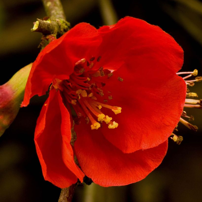 Chaenomeles superba Nicoline - Fior di Pesco (Fioritura)