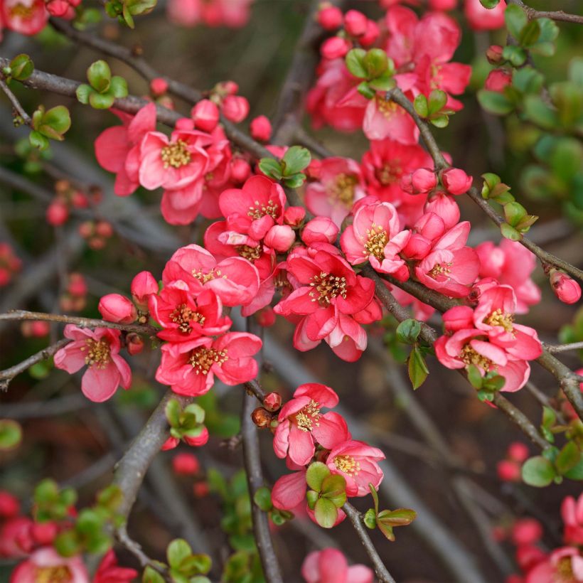 Chaenomeles superba Pink Lady - Fior di Pesco (Fioritura)