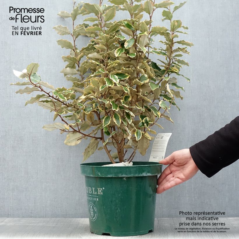 Chalef - Elaeagnus x ebbingei Viveleg en pot de 7,5L/10L esemplare consegnato in inverno