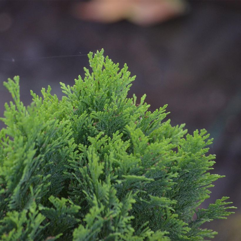 Chamaecyparis lawsoniana Minima Glauca - Cipresso bianco (Fogliame)