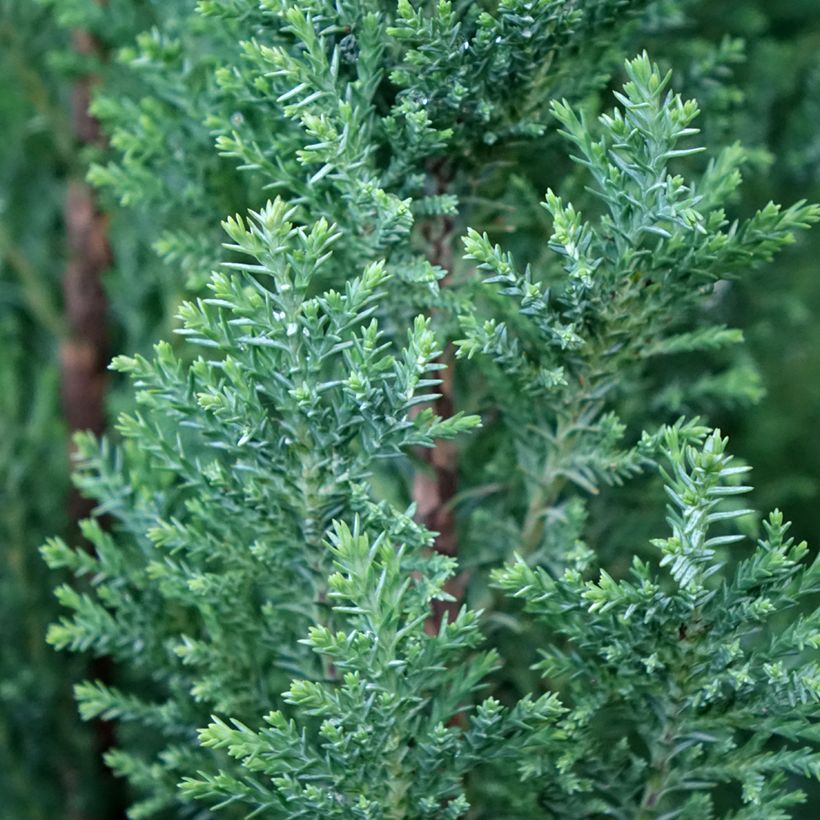 Chamaecyparis lawsoniana Elwoodii - Cipresso bianco (Fogliame)