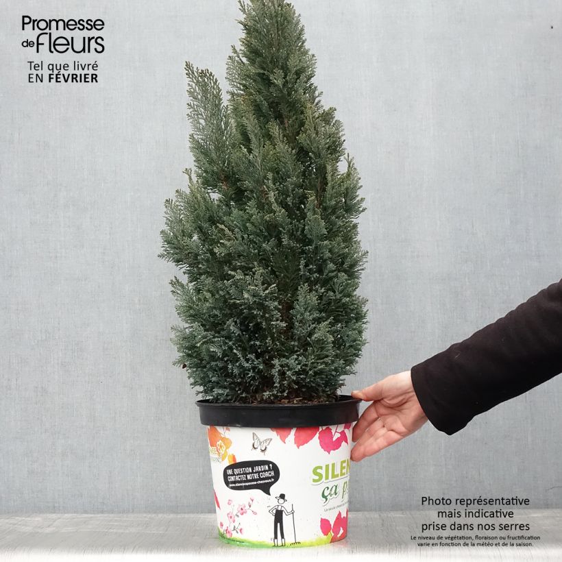 Chamaecyparis lawsoniana Elwoodii - Cyprès de Lawson en pot de 7,5L/10L esemplare consegnato in inverno