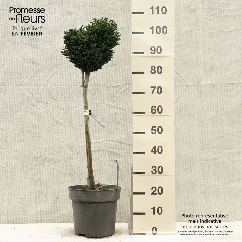 Chamaecyparis lawsoniana Rimpelaar - Cyprès de Lawson nain - Pot de 7,5L/10L esemplare consegnato in inverno