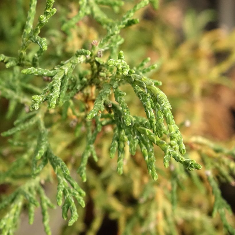 Chamaecyparis obtusa Lycopodioides - Cipresso di Hinoki (Fogliame)