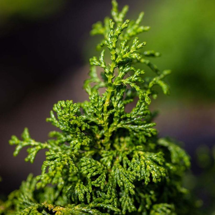 Chamaecyparis obtusa Maureen - Cipresso di Hinoki (Fogliame)