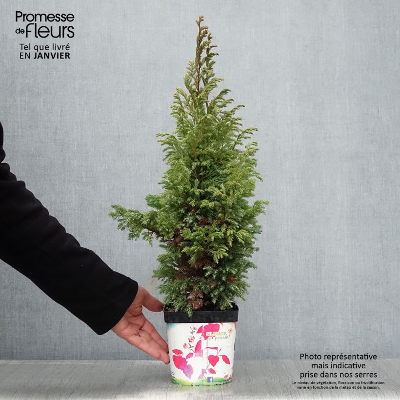 Chamaecyparis pisifera Boulevard - Cyprès Sawara   Pot de 2L/3L esemplare consegnato in inverno