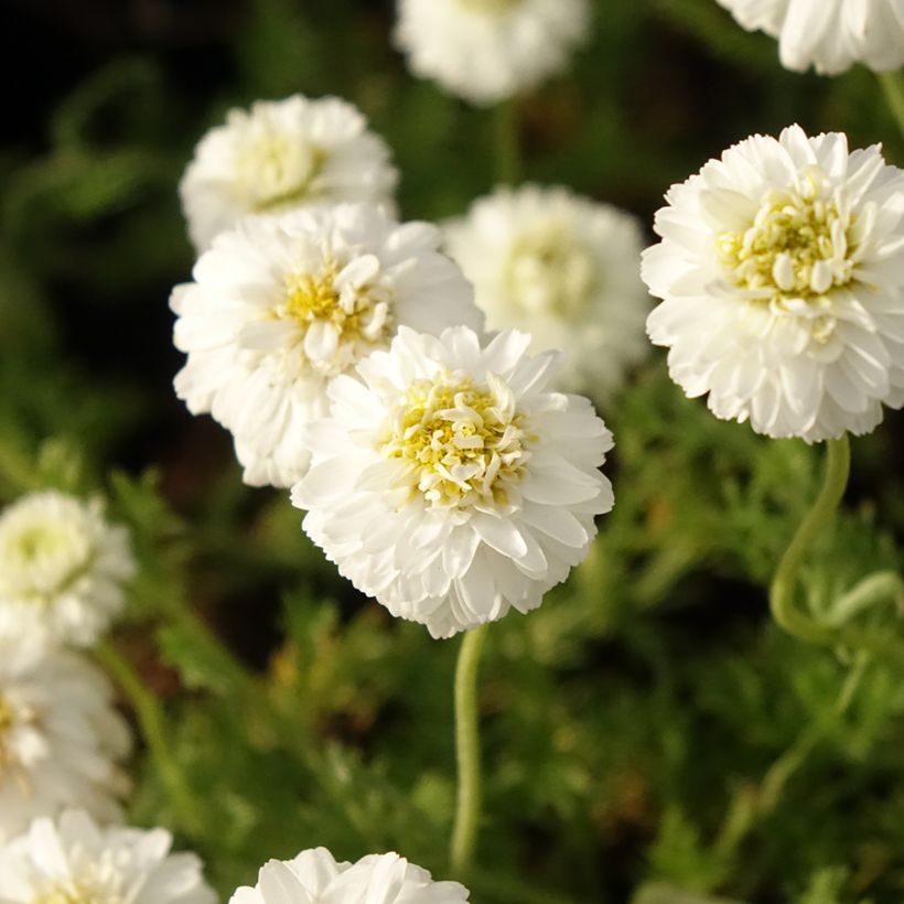 Chamaemelum nobile Flore Pleno - Camomilla romana (Fioritura)