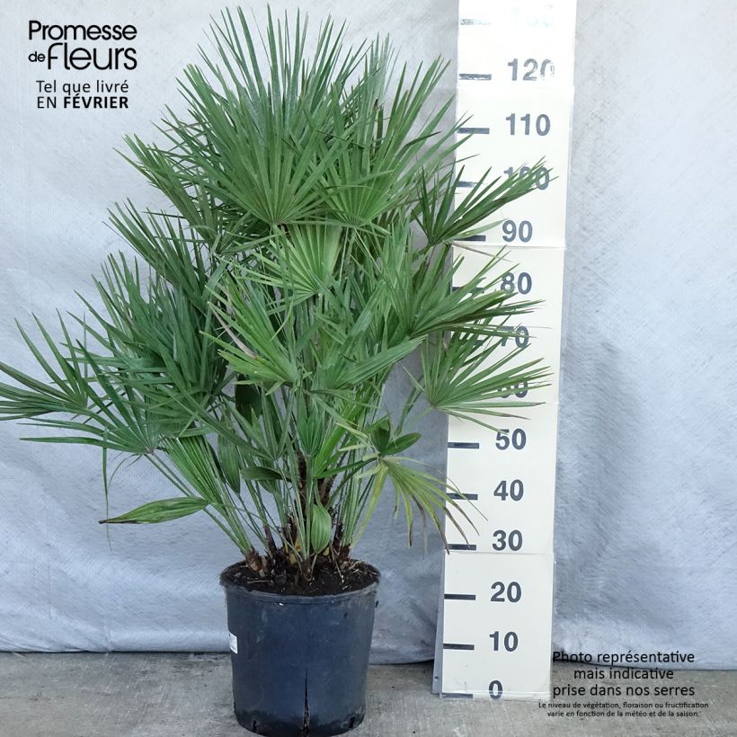 Chamaerops humilis - Palmier nain pot de 12/15L esemplare consegnato in inverno