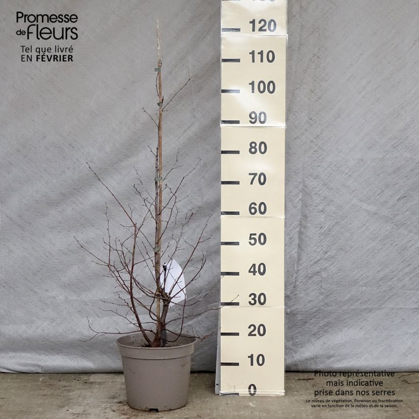 Charme houblon - Ostrya carpinifolia Pot de 7,5L/10L esemplare consegnato in inverno