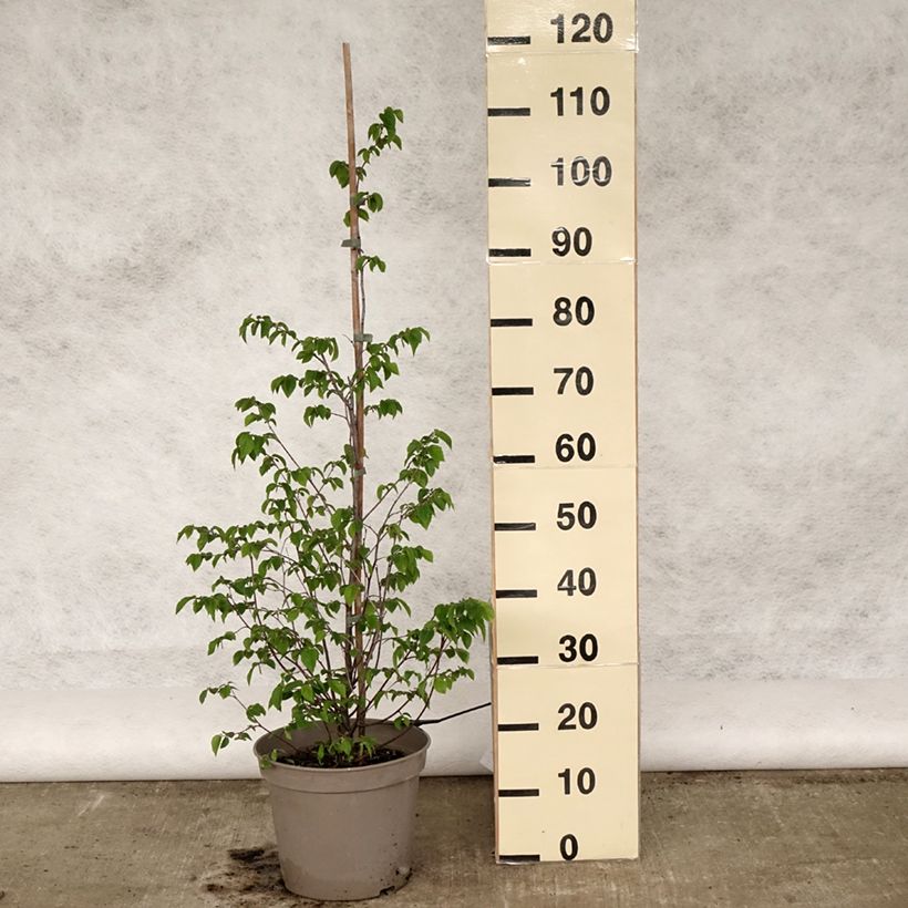 Ostrya carpinifolia - Carpino nero Vaso da 7,5L/10LAltezza consegnata circa 60/80cm esemplare consegnato in primavera