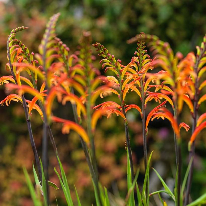 Chasmanthe floribunda Saturnus - Casmante (Fioritura)