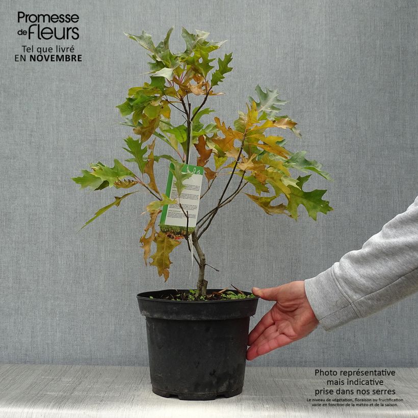 Esemplare di Chêne des marais nain - Quercus palustris Isabel Pot de 4L/5L come consegnato in autunno