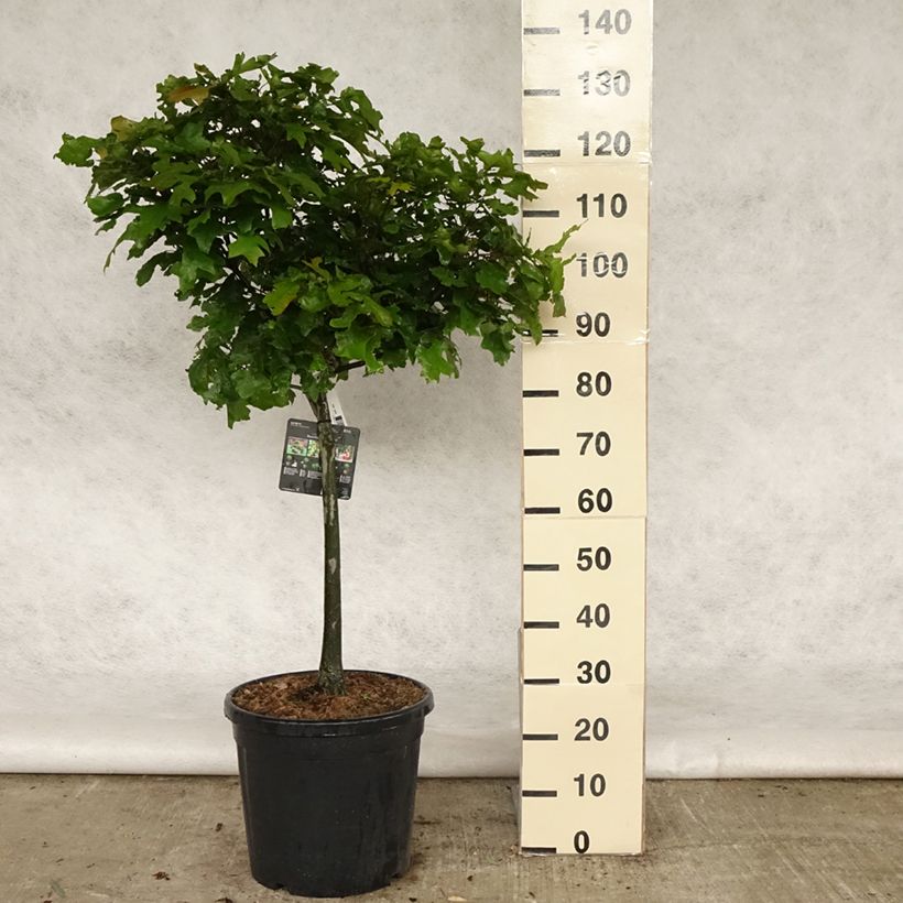 Chêne des marais - Quercus palustris Green Dwarf Pot de 18L/20L Tige de 40 cm esemplare consegnato in primavera