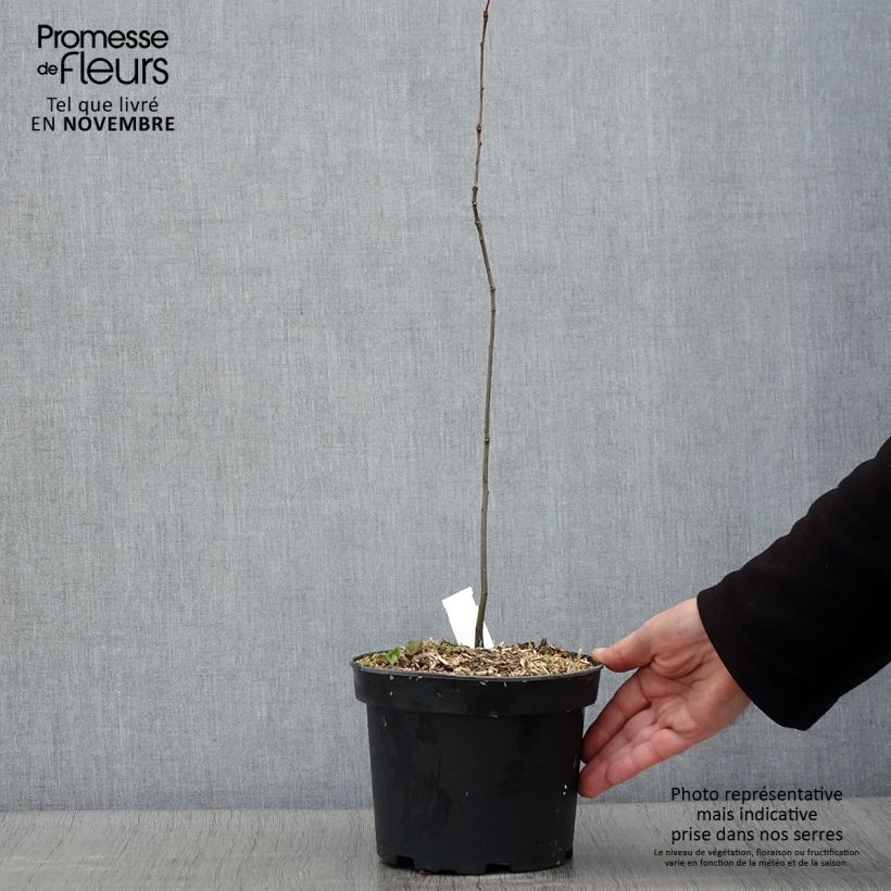 Esemplare di Ch?ne des marais - Quercus palustris Pot de 3L/4L come consegnato in autunno