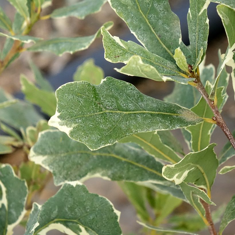 Quercus robur Argenteomarginata - Farnia (Fogliame)