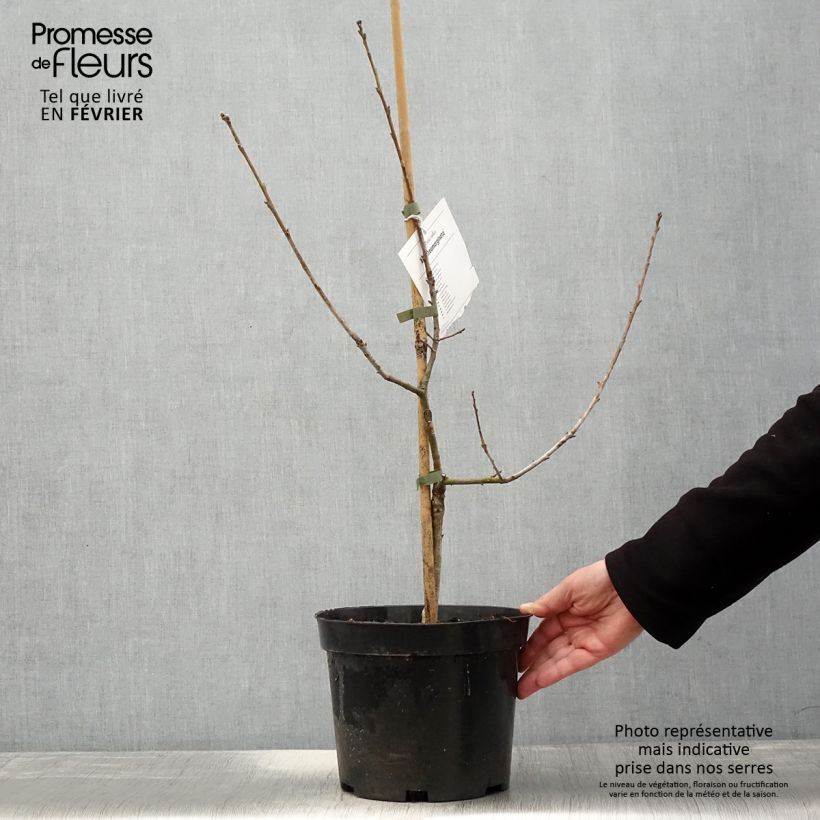 Chêne pédonculé - Quercus robur Argenteomarginata - Pot de 4L/5L esemplare consegnato in inverno