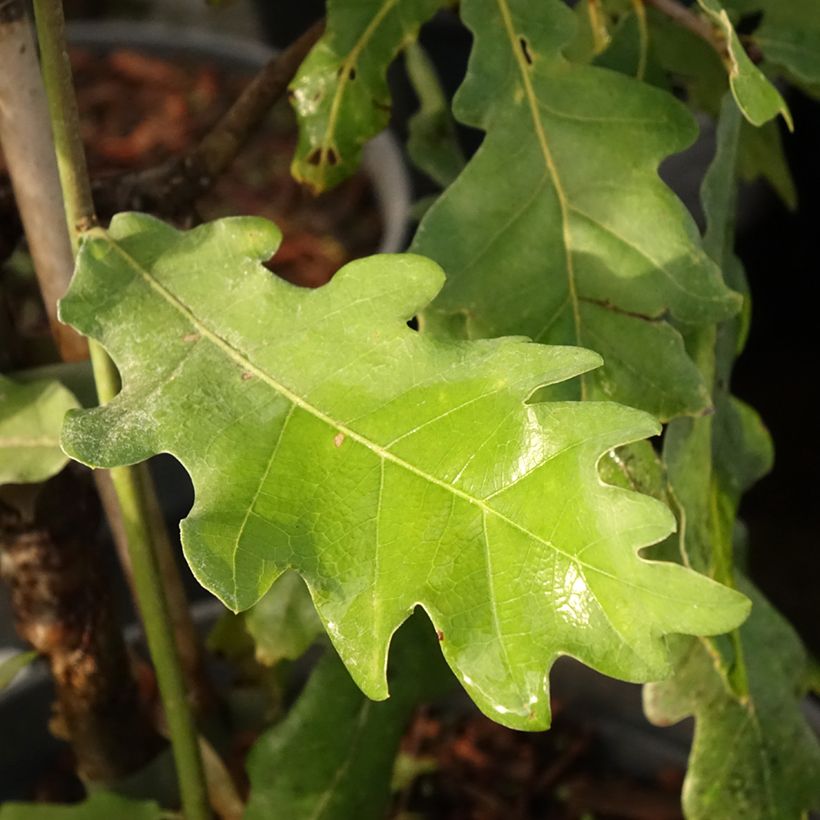 Quercus robur Jan Zamoyski - Farnia (Fogliame)