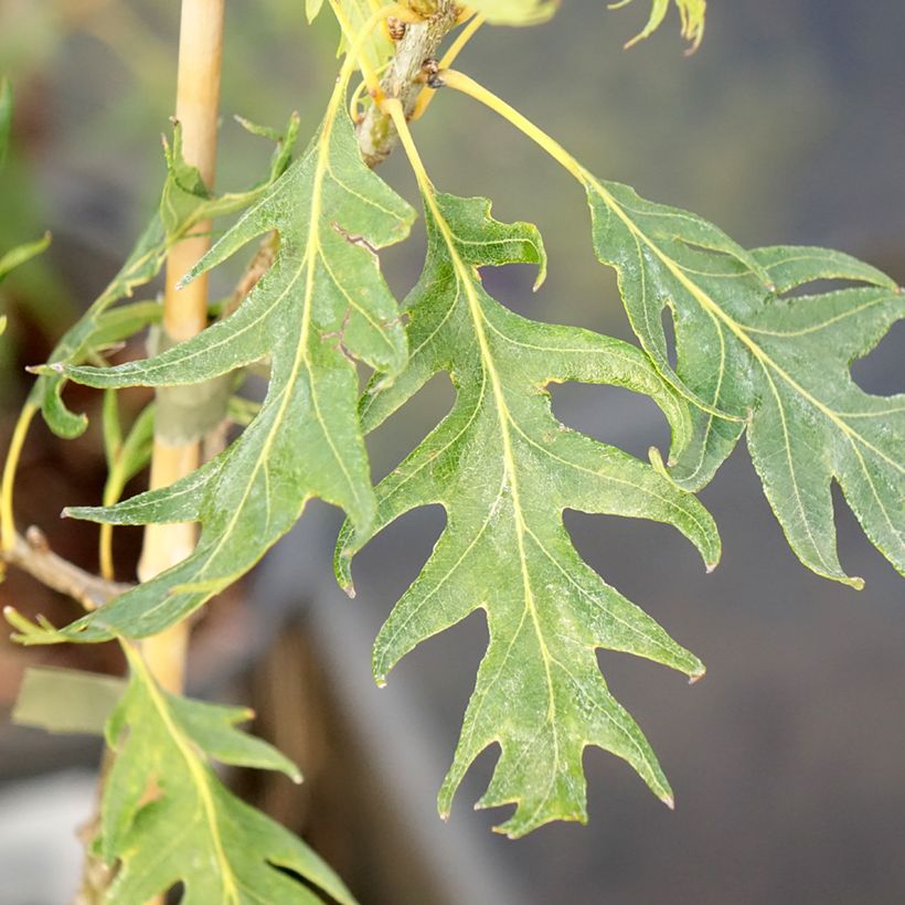 Quercus robur Miky - Farnia (Fogliame)