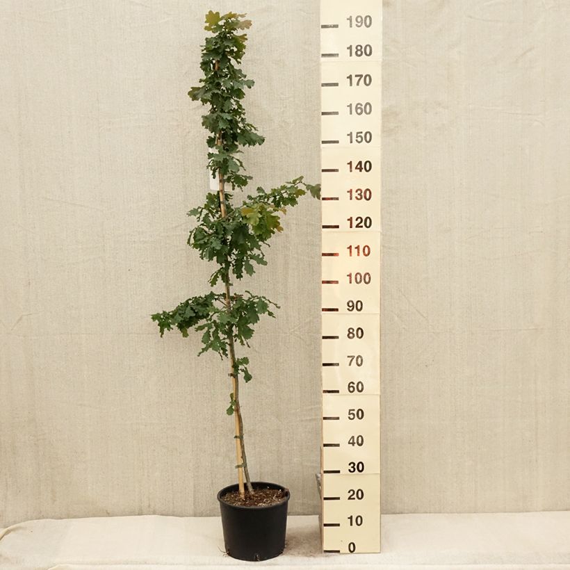 Chêne pédonculé - Quercus robur Pot de 7.5L/10L esemplare consegnato in primavera