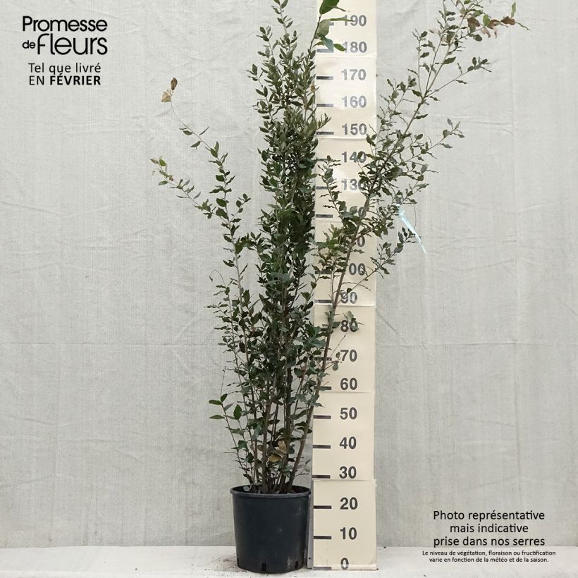 Chêne vert 125/150cm en pot de 12L - Quercus ilex esemplare consegnato in inverno