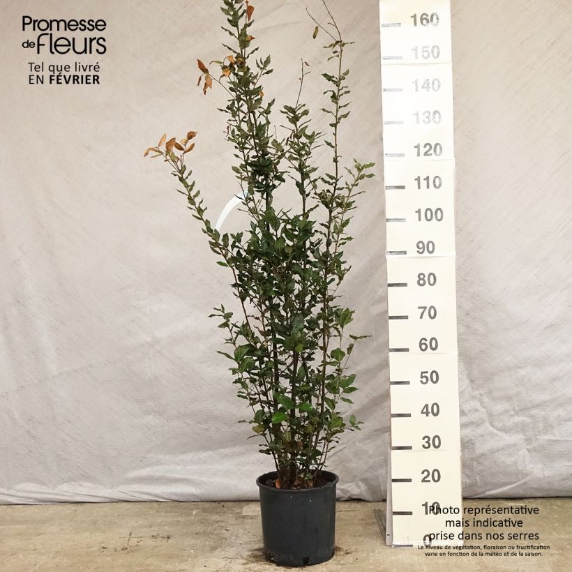 Chêne vert  pot de 10L- Quercus ilex esemplare consegnato in inverno