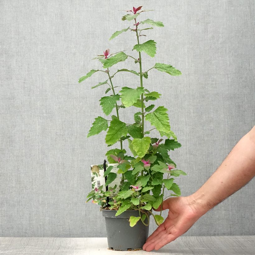 Esemplare di Chénopode géant - Chenopodium giganteum Pot de 1,5L/2L consegnato in estate