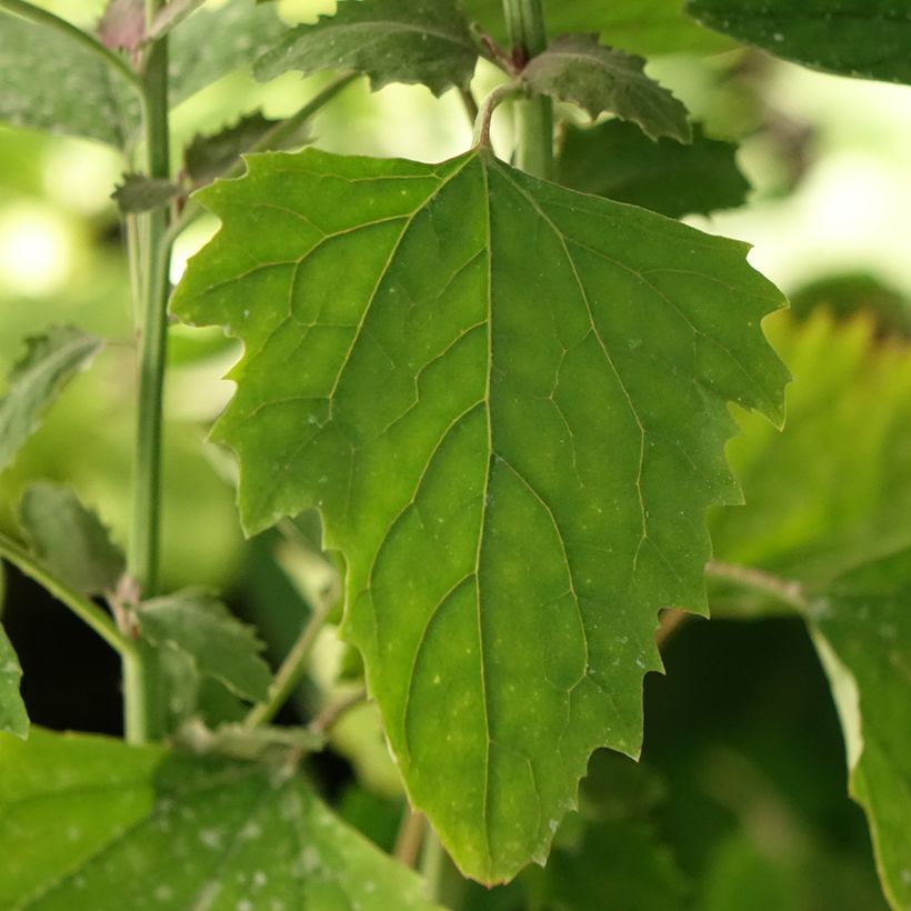 Chenopodium giganteum - Farinello amaranto (Fogliame)