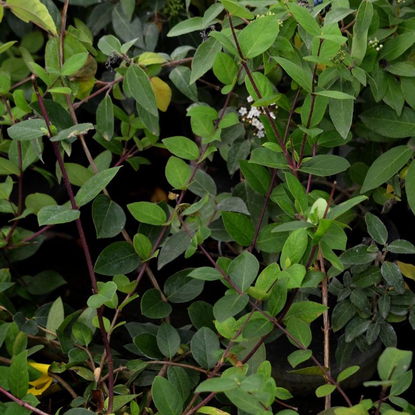 Lonicera fragrantissima - Caprifoglio odoroso (Fogliame)