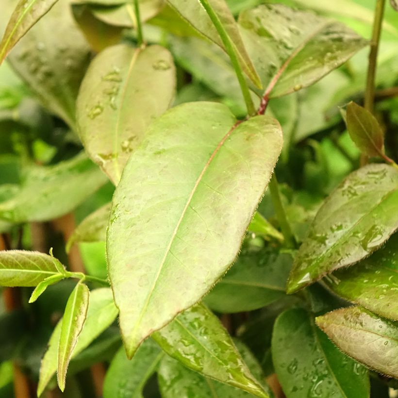 Lonicera henryi Copper Beauty - Caprifoglio (Fogliame)