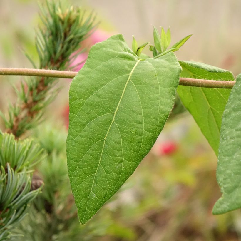 Lonicera henryi Caprilia Ever - Caprifoglio (Fogliame)