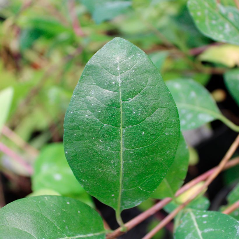 Lonicera periclymenum Serotina - Caprifoglio atlantico (Fogliame)