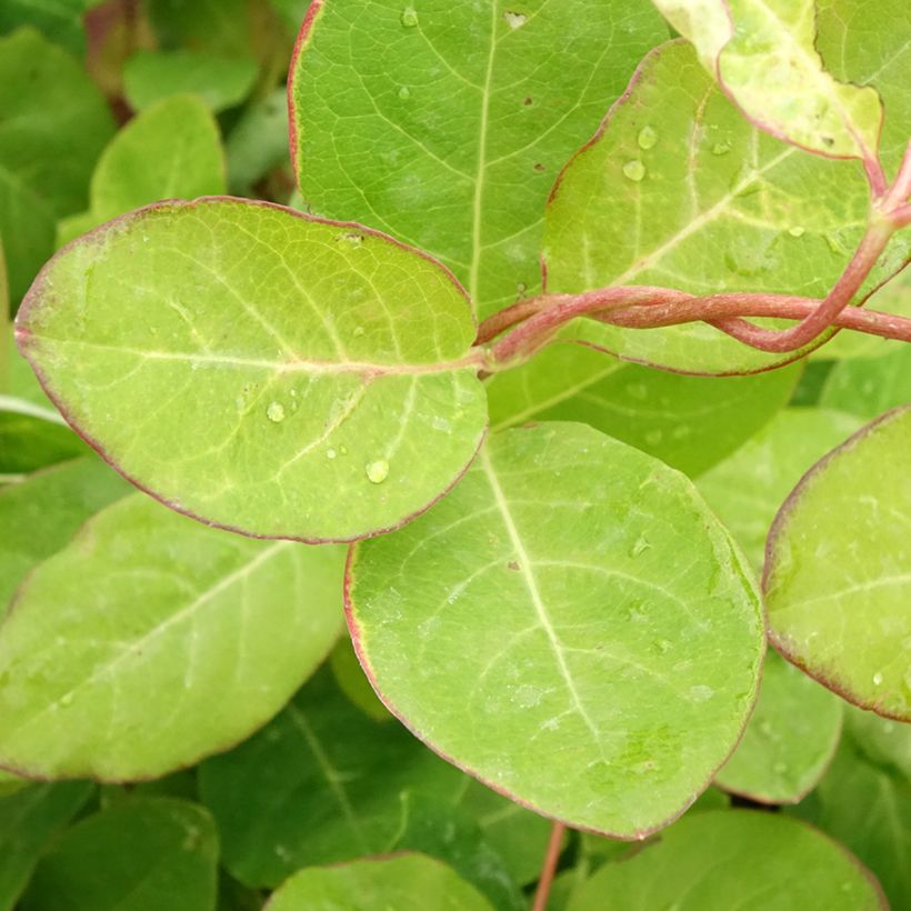 Lonicera brownii Dropmore Scarlet - Caprifoglio rampicante (Fogliame)