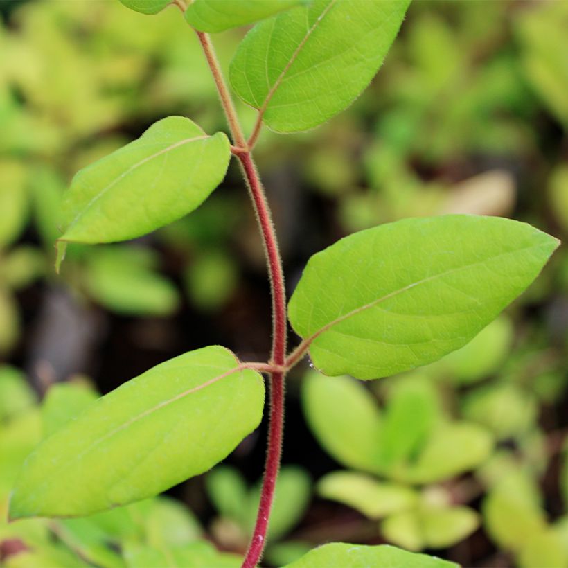 Lonicera japonica Hall's Prolific - Caprifoglio giapponese (Fogliame)