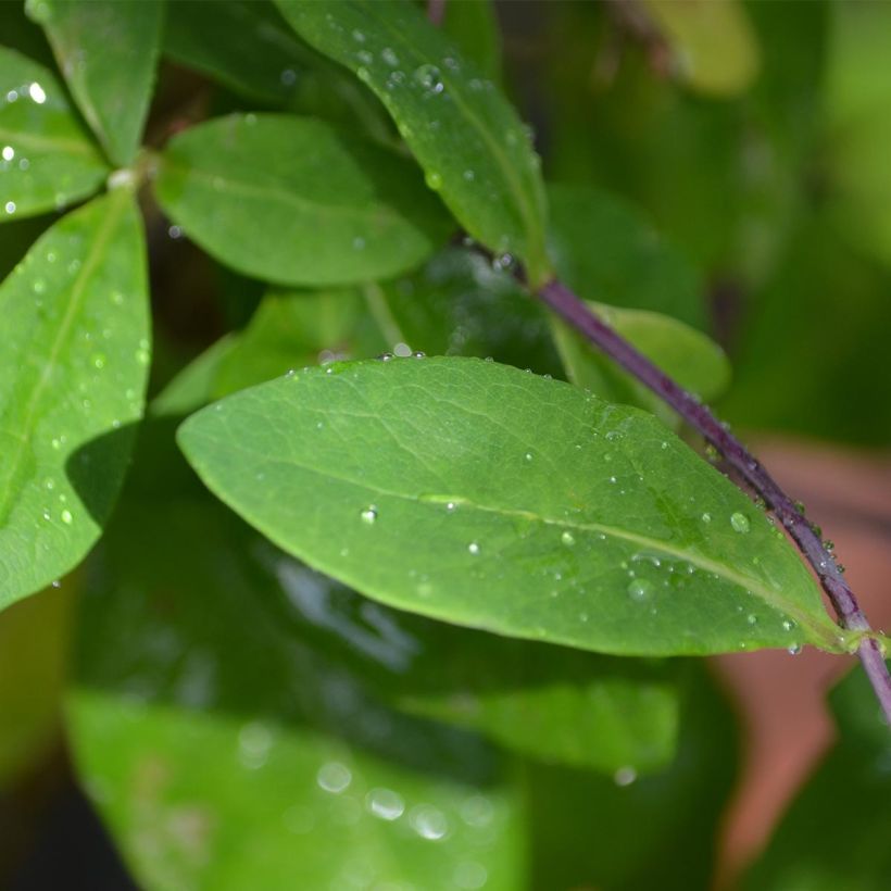 Lonicera periclymenum Caprilia Impérial - Caprifoglio atlantico (Fogliame)