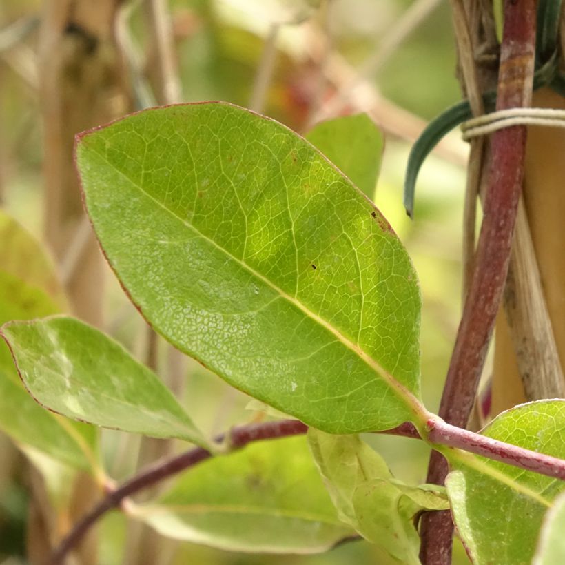 Lonicera heckrottii - Caprifoglio heckrottii (Fogliame)