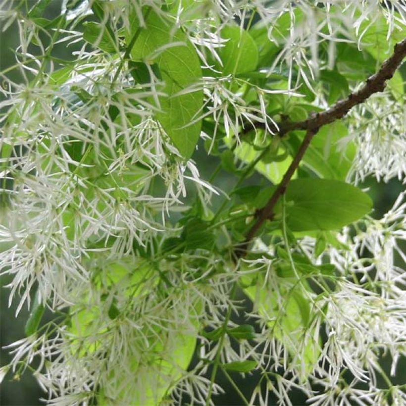 Chionanthus virginicus - Albero della neve (Fioritura)