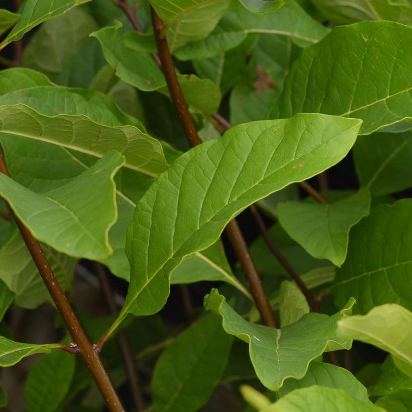 Chionanthus virginicus - Albero della neve (Fogliame)