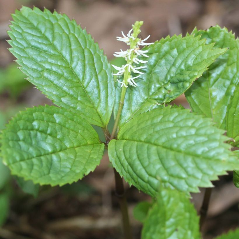 Chloranthus japonicus (Fioritura)