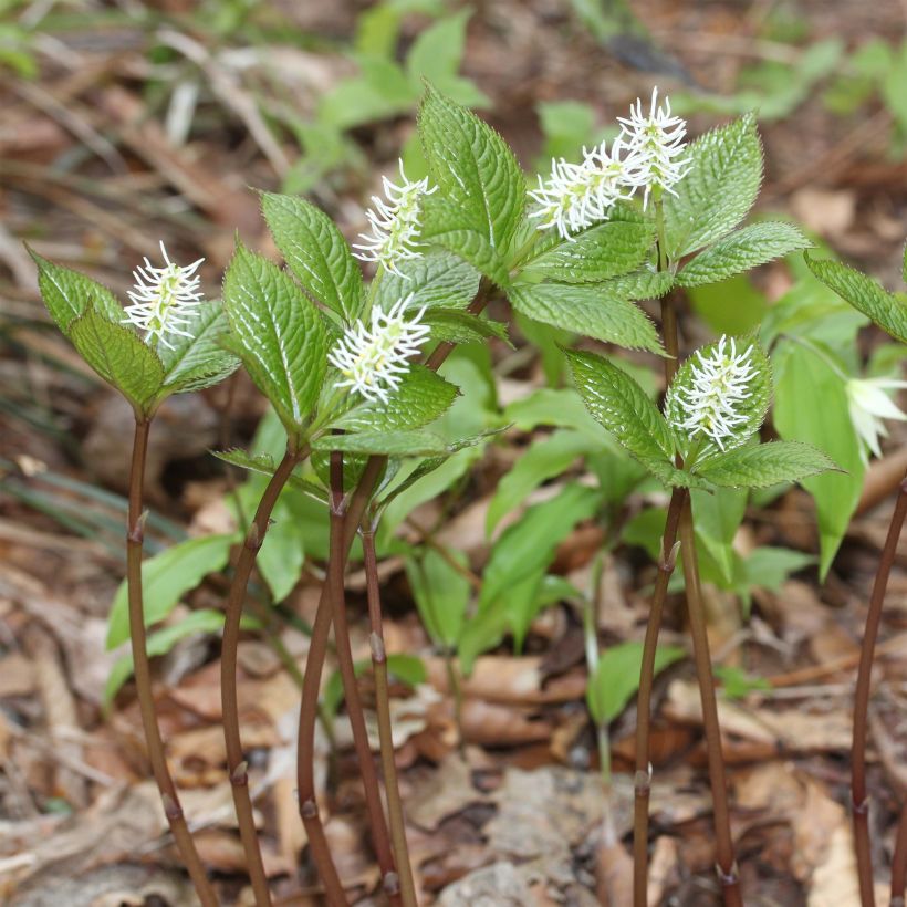 Chloranthus japonicus (Porto)