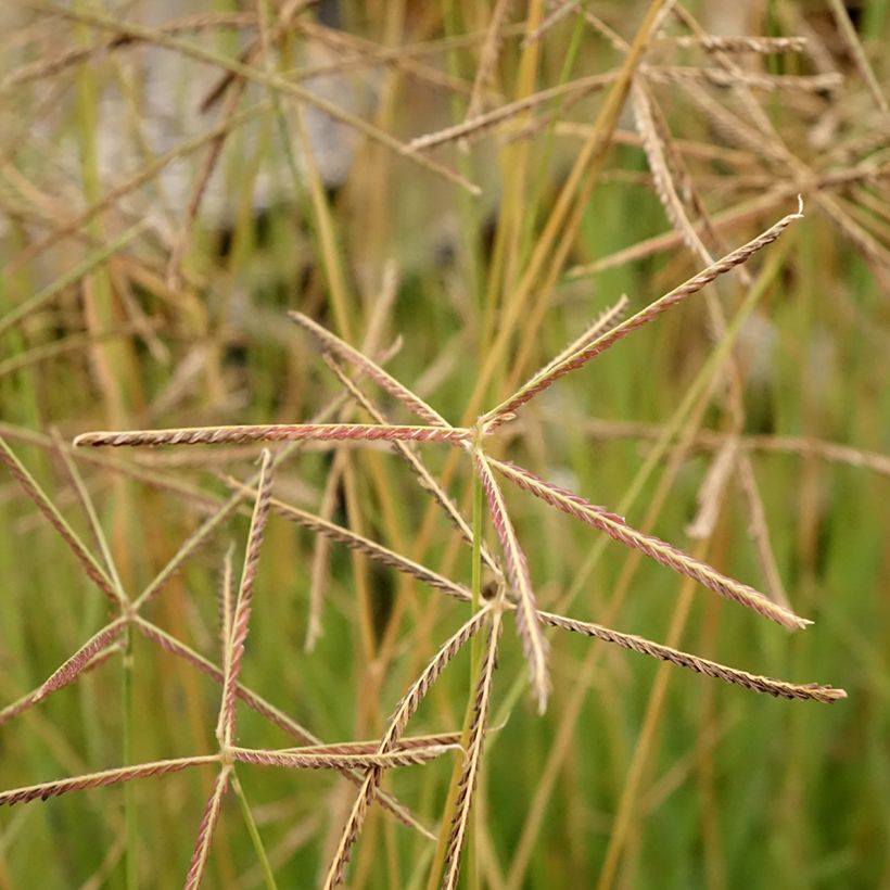 Chloris virgata (Fioritura)