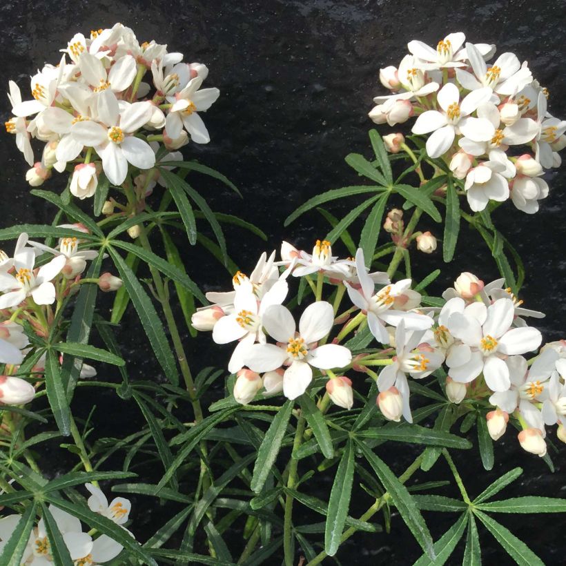 Choisya Scented Gem - Arancio messicano (Fioritura)